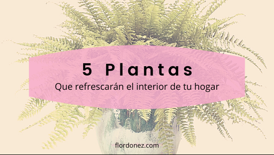 5 Plantas que absorben el calor de tu casa